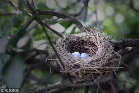 如何讓鳥來築巢|鳥巢看鳥的個性…. 自從去年有白頭翁來我陽台樹上築。